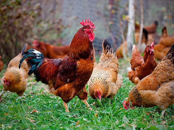 Породы куриц | ЗооТом - продажа, вязка и услуги для животных в Ухте