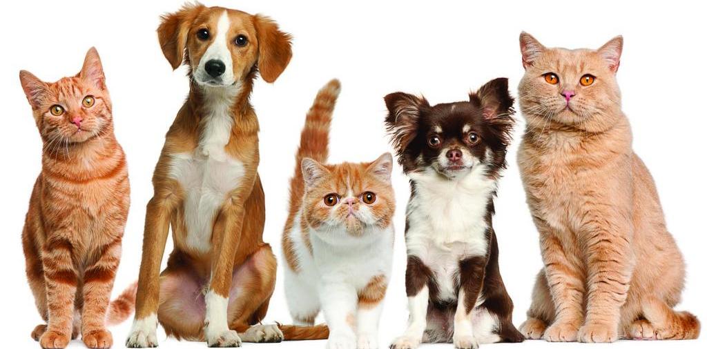 Доска объявлений о животных | ЗооТом - продажа, вязка и услуги для животных в Ухте