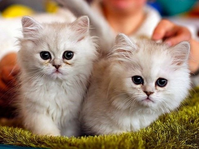 Породы кошек в Ухте | ЗооТом портал о животных