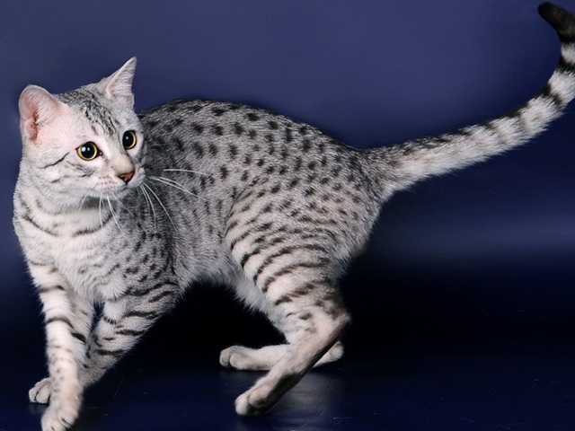 Породы кошек в Ухте | ЗооТом портал о животных