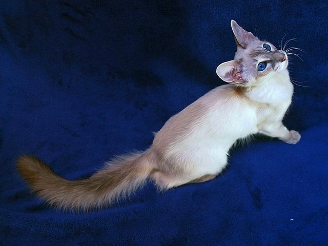 Выведенные породы кошек в Ухте | ЗооТом портал о животных