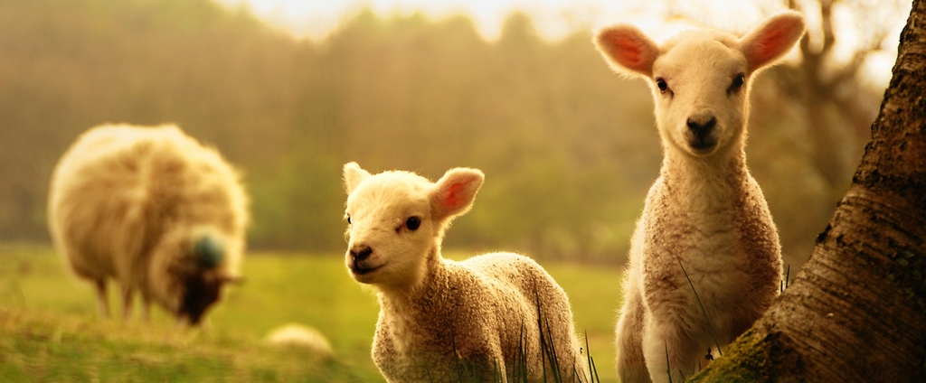 Объявления о сельскохозяйственных животных | ЗооТом - продажа, вязка и услуги для животных в Ухте