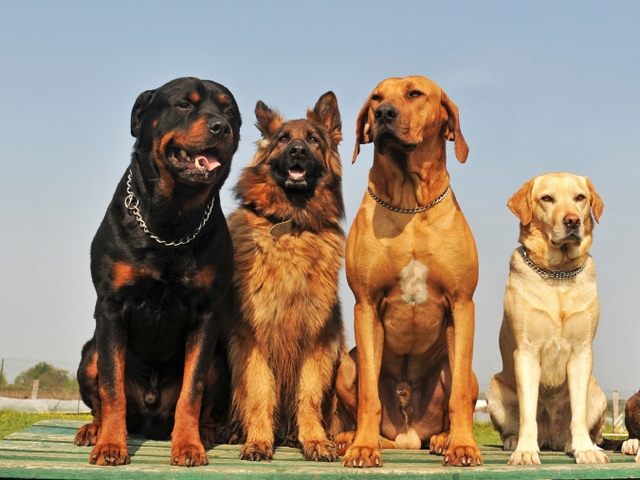 Крупные породы собак в Ухте | ЗооТом портал о животных