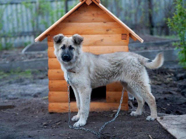 Все о собаках в Ухте